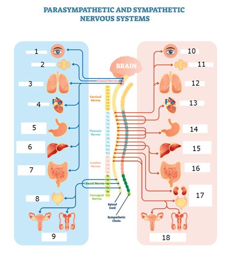 Parasympathetic And Sympathetic Nervous Systems Diagram Quizlet