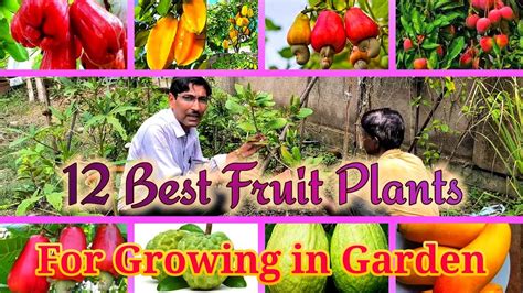 How I Grown 12 Best Varieties Of Fruit Plants In My Garden Youtube