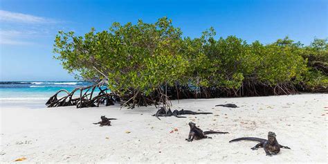 Santa Cruz Island Galápagos Ecuador Things To Do Animals Planetandes