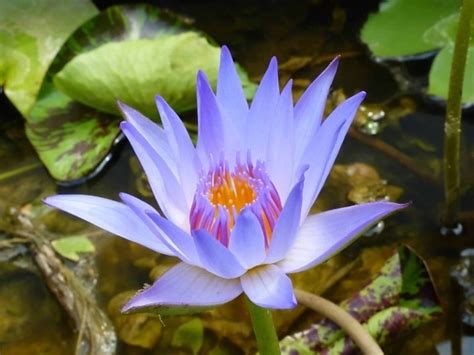 Free Picture Horticulture Nature Leaf Wild Garden Waterlily