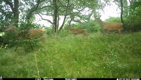 Victor Nuijten On Twitter Beelden Van Een Wildcamera Uitgekeken