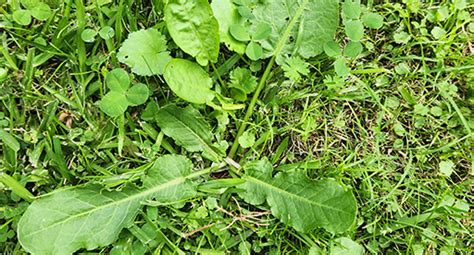 How To Identify Weeds In Your Garden Fasci Garden