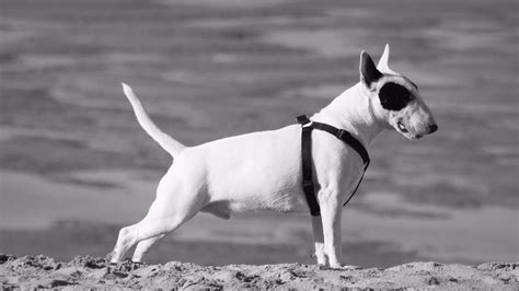 Il Cane Scodinzola Contento Sar Vero Voi Che Ne Pensate Ho Perso