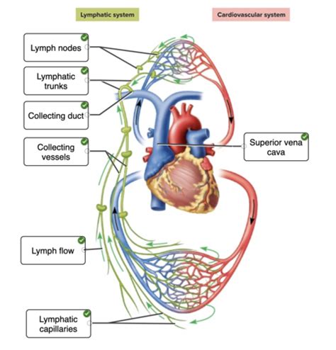 Chapter Lymphatic Immunity Flashcards Quizlet