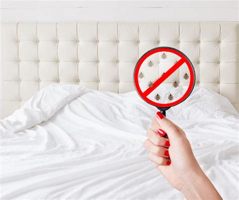 Professional Bed Bug Extermination When To Seek Expert Help