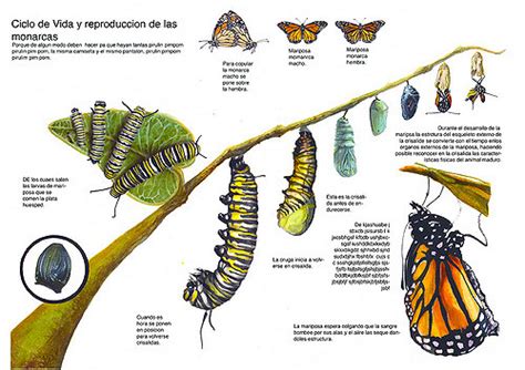 Cómo se reproducen las mariposas Reino animal