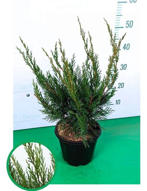 Ginepro Pfitzeriana Glauca Vendita Piante Solopiante It