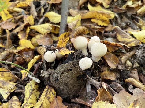 Lycoperdon Perlatum The Ultimate Mushroom Guide