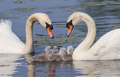 Pap Cisne Se Encarga De Sus Hijos Tras La Partida De La Madre De Sus