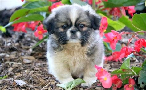 Pekingese Puppies For Sale | Puppy Adoption | Keystone Puppies