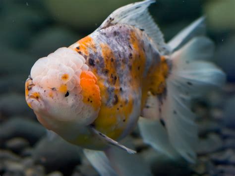 Calico Oranda Goldfish Ari Saptono R Flickr