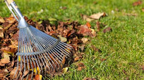 Everything You Need To Know About Raking Leaves Forbes Home