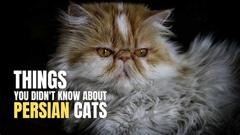 Things You Didn T Know About Persian Cats Facts About Persian Cats