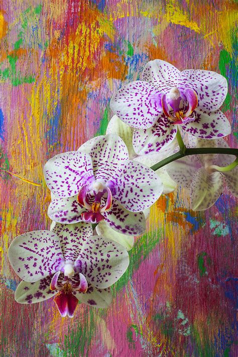 Colorful orchids Photograph by Garry Gay - Pixels