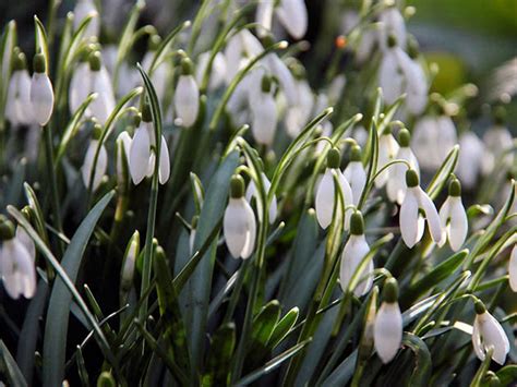 Campanilla De Invierno Plantaci N Y Cuidado En Campo Abierto En Primavera