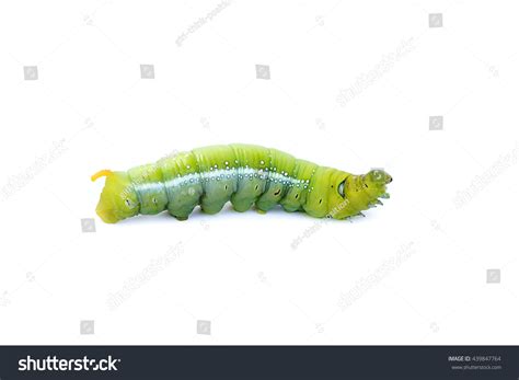 big green worm images stock  vectors shutterstock