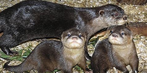 Tierpark Str Hen Freut Sich Ber Neue Bewohner Regionales Mindener