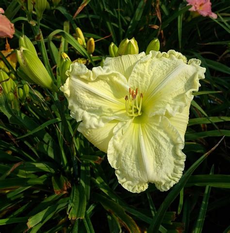 Daylily Hemerocallis Polar Fizz In The Daylilies Database Garden Org