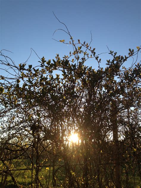 Fondos De Pantalla Luz De Sol Paisaje Naturaleza Cielo Rama