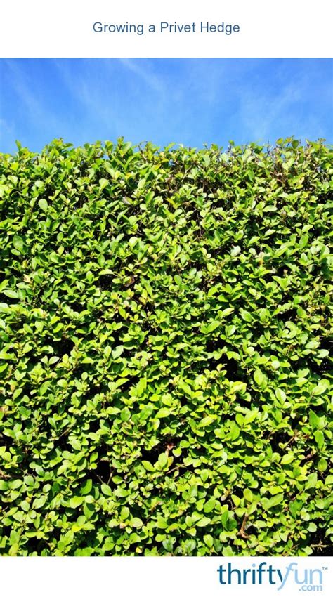 Growing a Privet Hedge | ThriftyFun