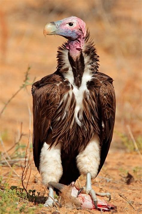 Lappet Faced Vulture Vulture Bald Eagle Animals