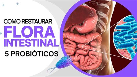 Como Restaurar A Flora Intestinal Probi Ticos Incr Veis