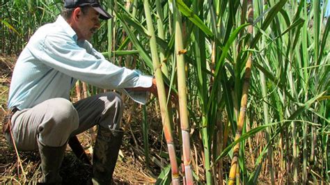 Inician Agricultura y sector cañero trabajos para potenciar