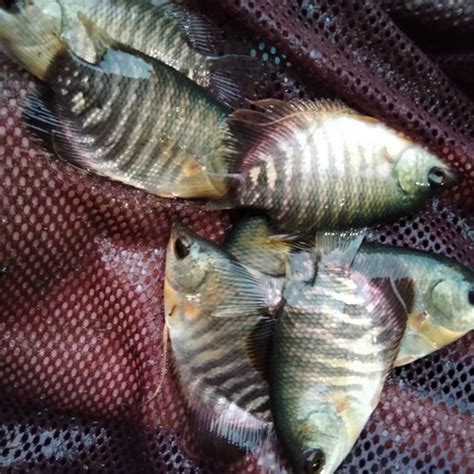 Jual Ikan Gurame Ukuran Silet Kab Bogor Jual Bibit Ikan Tokopedia