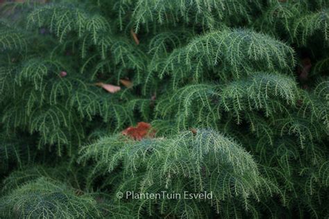 Cryptomeria Japonica ‘elegans Viridis Plantentuin Esveld