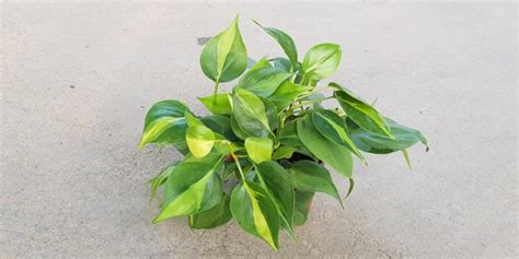 Plant Philodendron Scanden Variegated Heart Leaf Philodendron