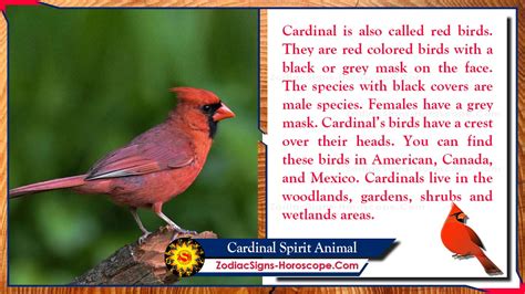 Cardinal Spirit Animal: Totem, Meaning, Messages and Symbolism | ZSH