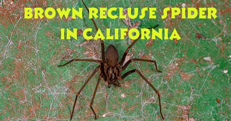 The Brown Recluse Spider In California Understanding The Facts And