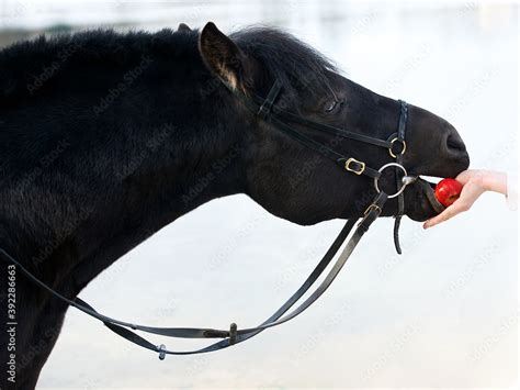 Portrait Of Black Horse Eating Red Aple From Hand Woman Feeding Horse