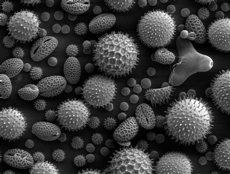 pollen microscope electron microscope scan plants 4k HD Wallpaper