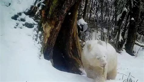 Oso Panda Blanco Que Apareci En China