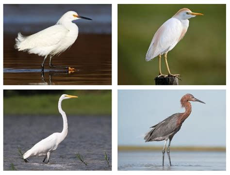 Egret Species Quiz - By phunbun