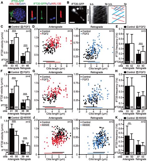 Fgf Signaling Regulated Ift Velocity In Primary Cilia A Nih3t3 Cells Download Scientific