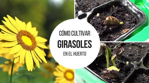 Aprende C Mo Cultivar Tus Propios Girasoles En Tu Jard N Paso A Paso