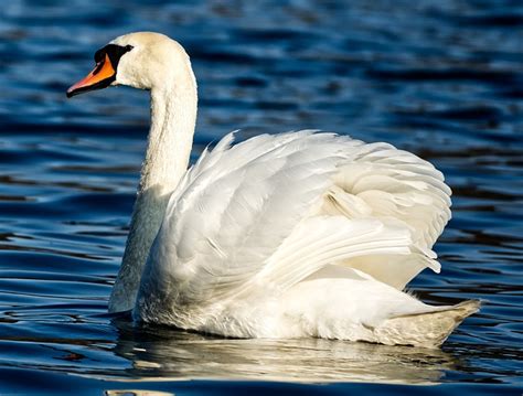 Cisne Ave Acuática Lago Aves Foto Gratis En Pixabay Pixabay