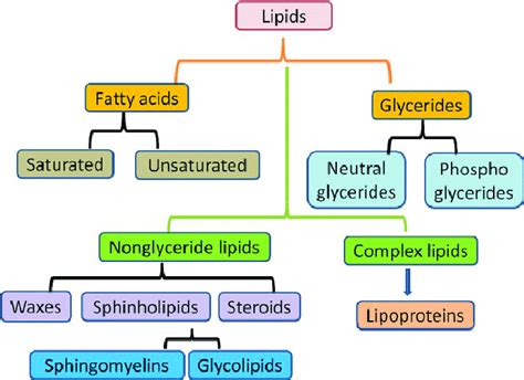 What Are The 6 Types Of Lipids - Infoupdate.org