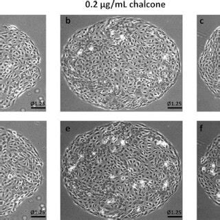 Representative Phase Contrast Images Of Huvec Monolayers Example Phase