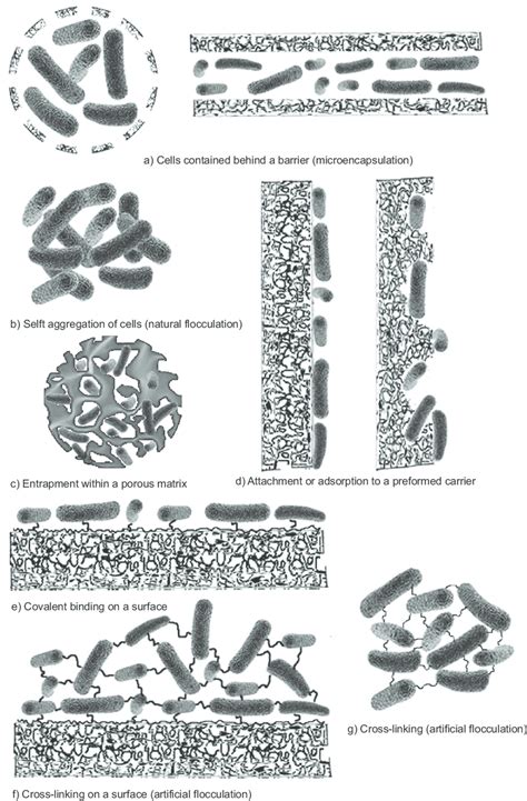 Cell Immobilization Methods Download Scientific Diagram