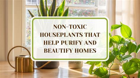 23 Non Toxic Houseplants That Help Purify And Beautify Homes Plant