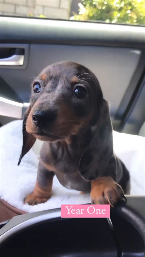 Dachshund Lifestyle On Instagram My Cute Dogs ️ ️ ️do You Want To See