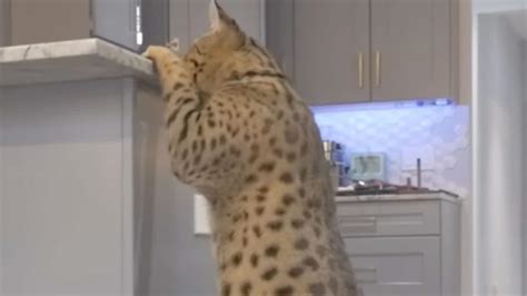 The Tallest House Cat In The World