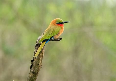 Your Birding Guide Uganda Kenya Rwanda Africa Bird Watching