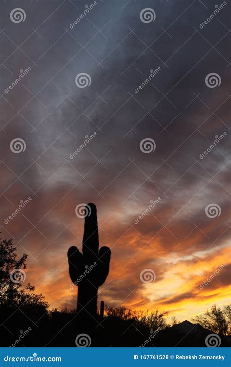 Saguaro Cactus Silhouette 5515 Stock Photo - Image of colorful, bright ...