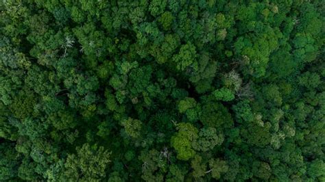 Vista A Rea De Arriba Del Rbol Del Bosque Verde Ecosistema De Rboles