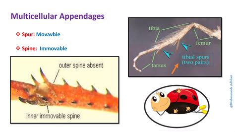 Insect Cuticle And Moulting PPT