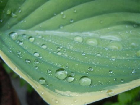 Hosta Minke Plant Lust